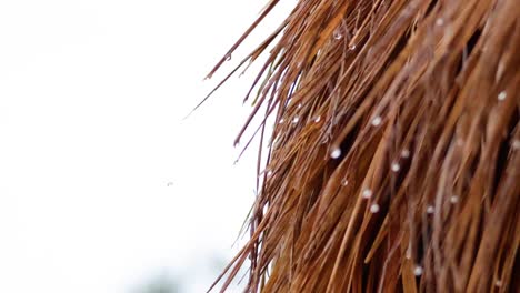 las gotas de lluvia humedecen suavemente la hierba seca en melbourne.