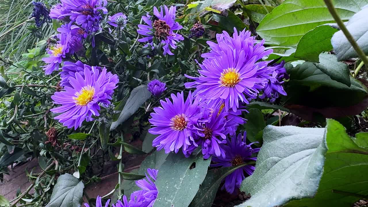 Purple flowers blooming among green leaves, showcasing natural beauty and vibrant colors