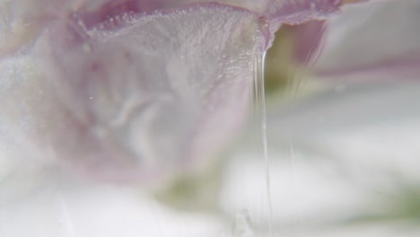 detail macro shot of a purple organic structure in a viscous fluid