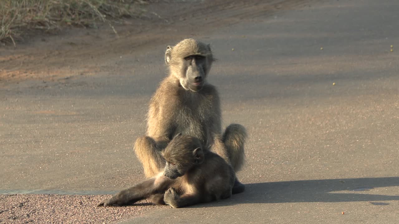 un babuino juvenil jugando con un hermano mayor en una carretera de asfalto en una reserva de caza