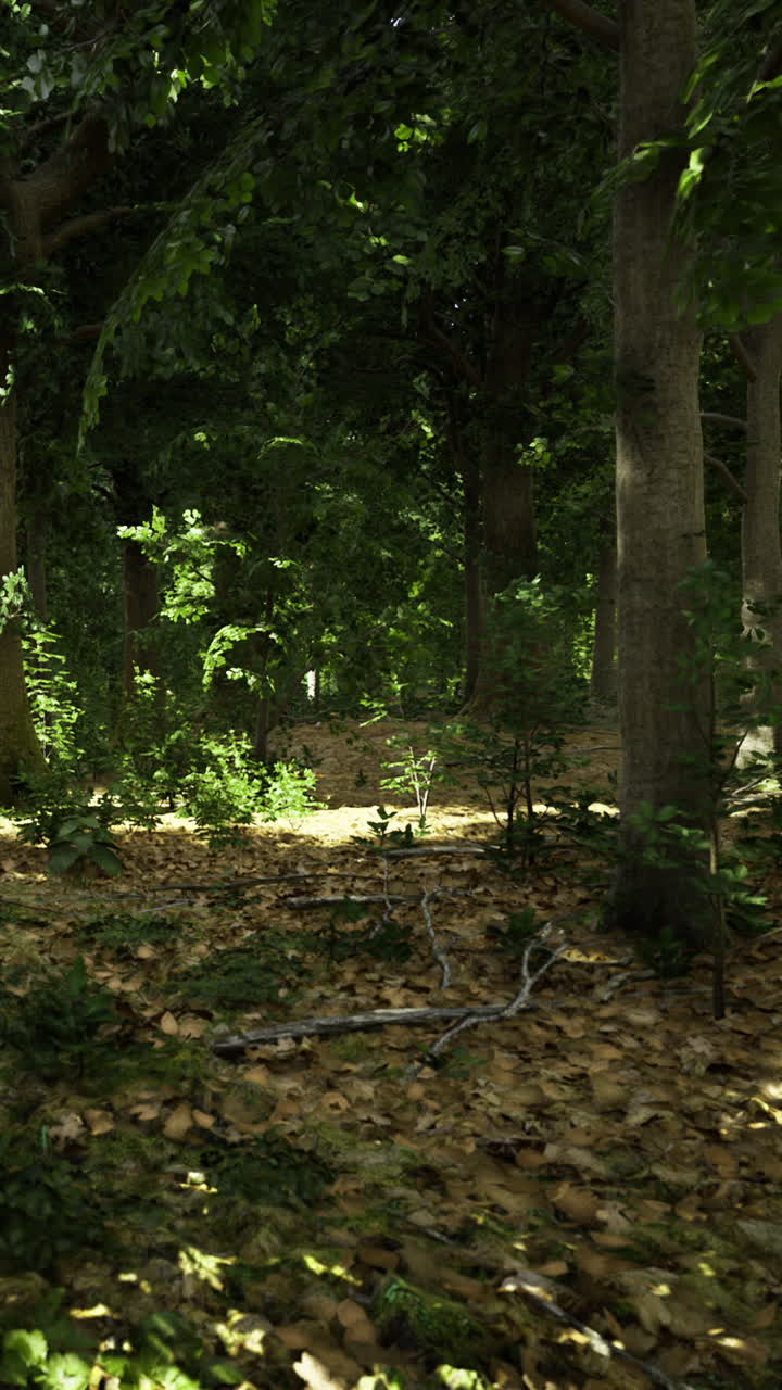 Luce solare intensa filtra tra gli alberi in una foresta con piante verdi.