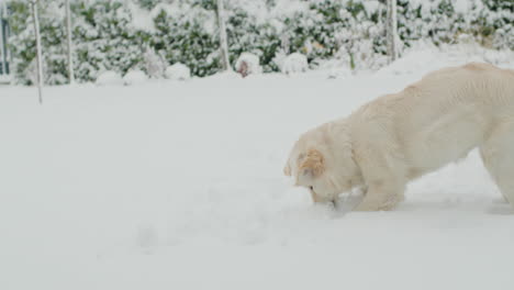 A-teenage-golden-retriever-puppy-saw-snow-for-the-first-time,-playing-in-the-snow-in-the-backyard-of-the-house.