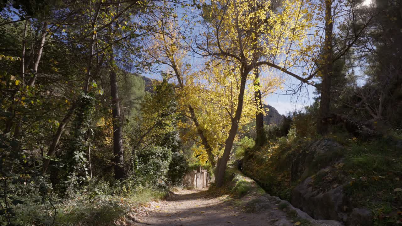 Camminando attraverso la foresta mediterranea in autunno con pioppi, pini, vegetazione e montagne sullo sfondo.