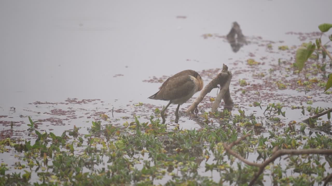 Una jacana alata bronzea che si liscia le piume mentre è in piedi nell'acqua in una mattina nebbiosa nel Parco Nazionale di Chitwan in Nepal.