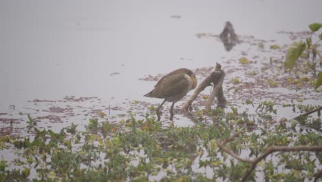 尼泊爾奇特旺國家公園的一個霧<unk>的早晨, 一隻棕色翅膀的<unk>魚在水中站立, 修飾它的羽毛