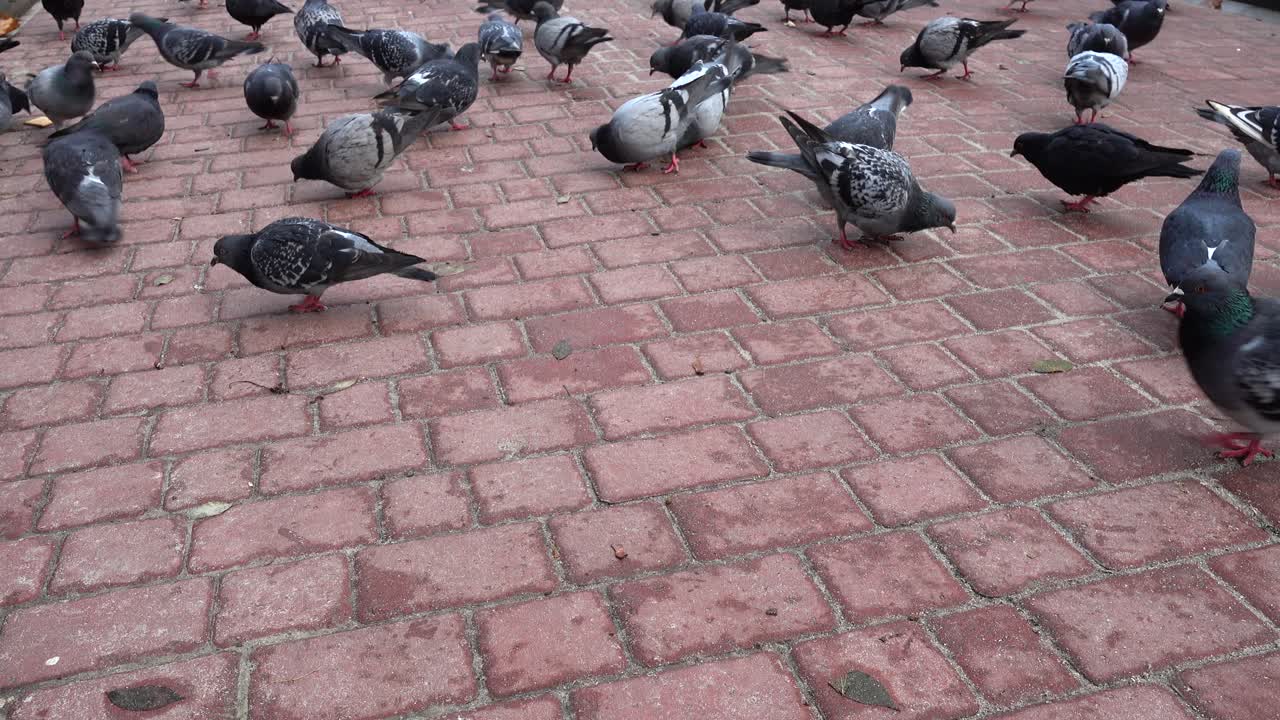 Pombos caminhando e se alimentando em um pavimento de tijolos vermelhos.