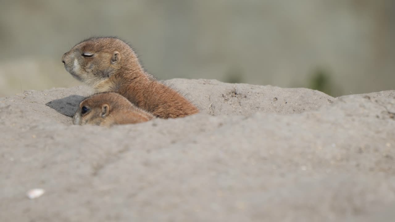 Mexican Prairie Dogs In Sandy Burrow