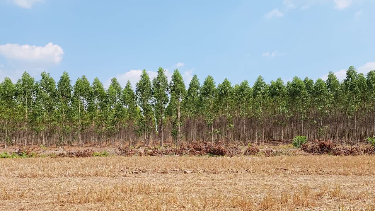 澄み切った青空の下、穏やかな田園風景に広がる豊かなユーカリの木々の魅惑的な眺め