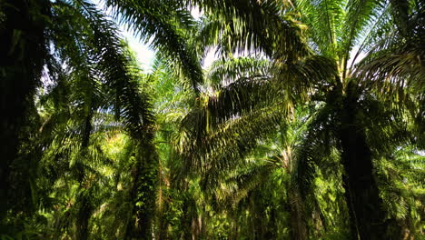 fotografía que muestra las densas palmeras en la isla de koh lanta durante un día soleado, tailandia