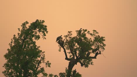 group of white rumped vultures perching on a tree during sunset time in ghatigao region of madhya pradesh india