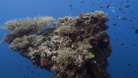 Tropical-coral-reef,-camera-swims-towards-a-beautiful-coral-formation-on-a-shipwreck-in-Palau,-Micronesia