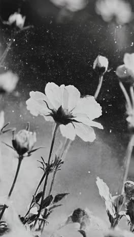 black and white close-up of flowers with a dreamy, vintage style