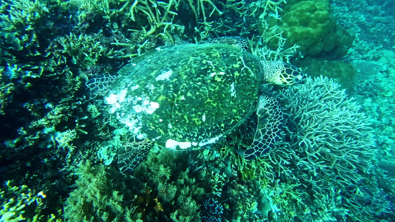 느린 수영자는 여전히 승자가 될 수 있습니다.