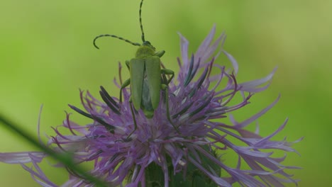 escarabajo verde en una flor púrpura