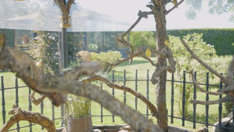 various tropical birds in aviary, slow motion