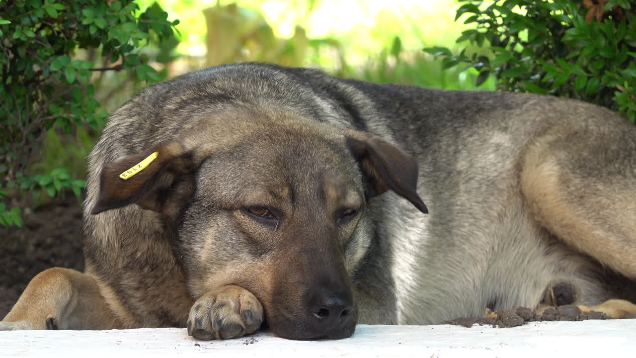 Street dog lying and looking around in daylight