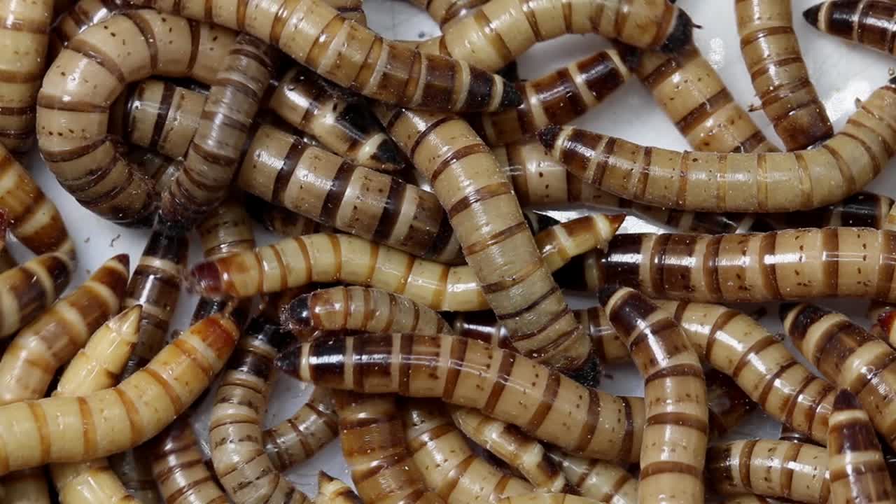 primer plano de los gusanos gigantes de la harina, zophobas morio