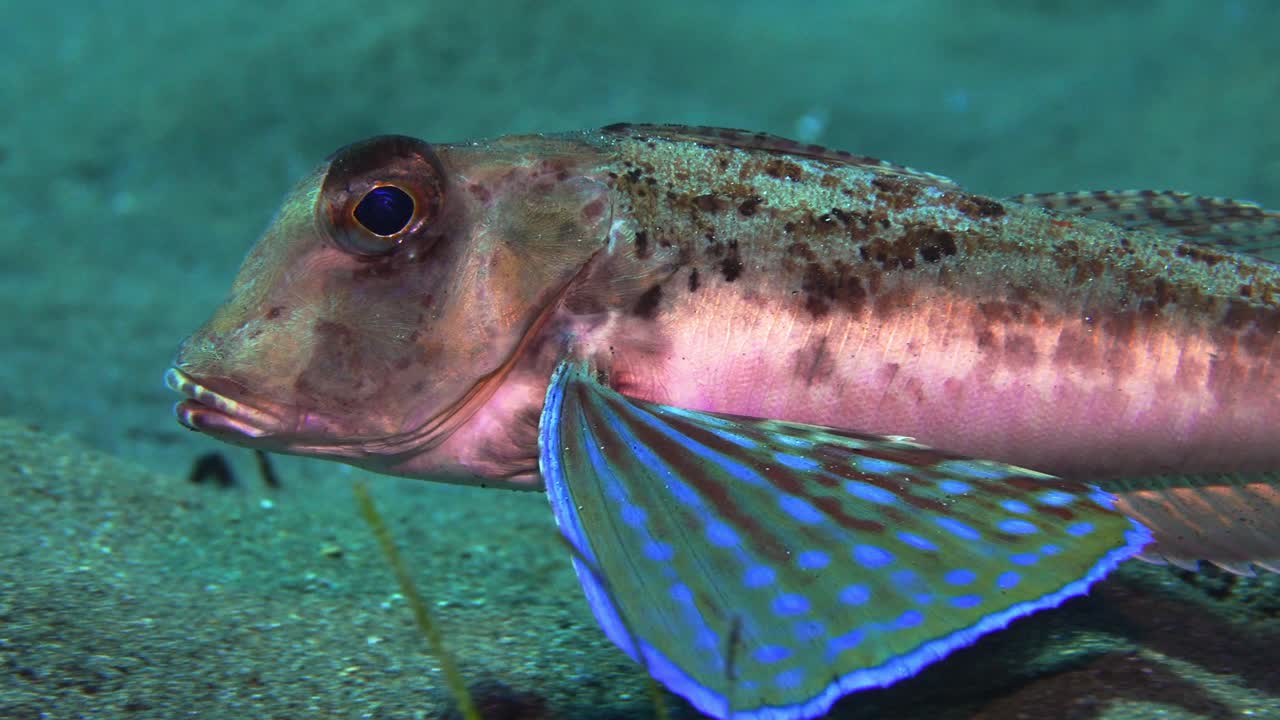 Rare sea robin displays colorful pectoral fins while approaching camera