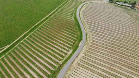 Drone-follows-a-road-in-the-middle-of-the-Gavi-vineyards-near-Monterotondo-during-a-spring-day