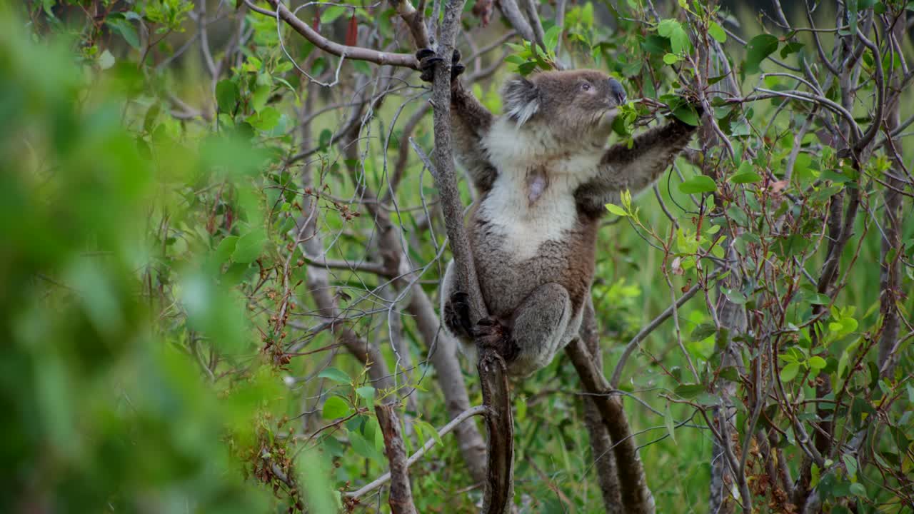 A koala peacefully sits in a tree, munching on leaves. Capturing the calm, natural behavior of this iconic Australian marsupial in its native habitat.