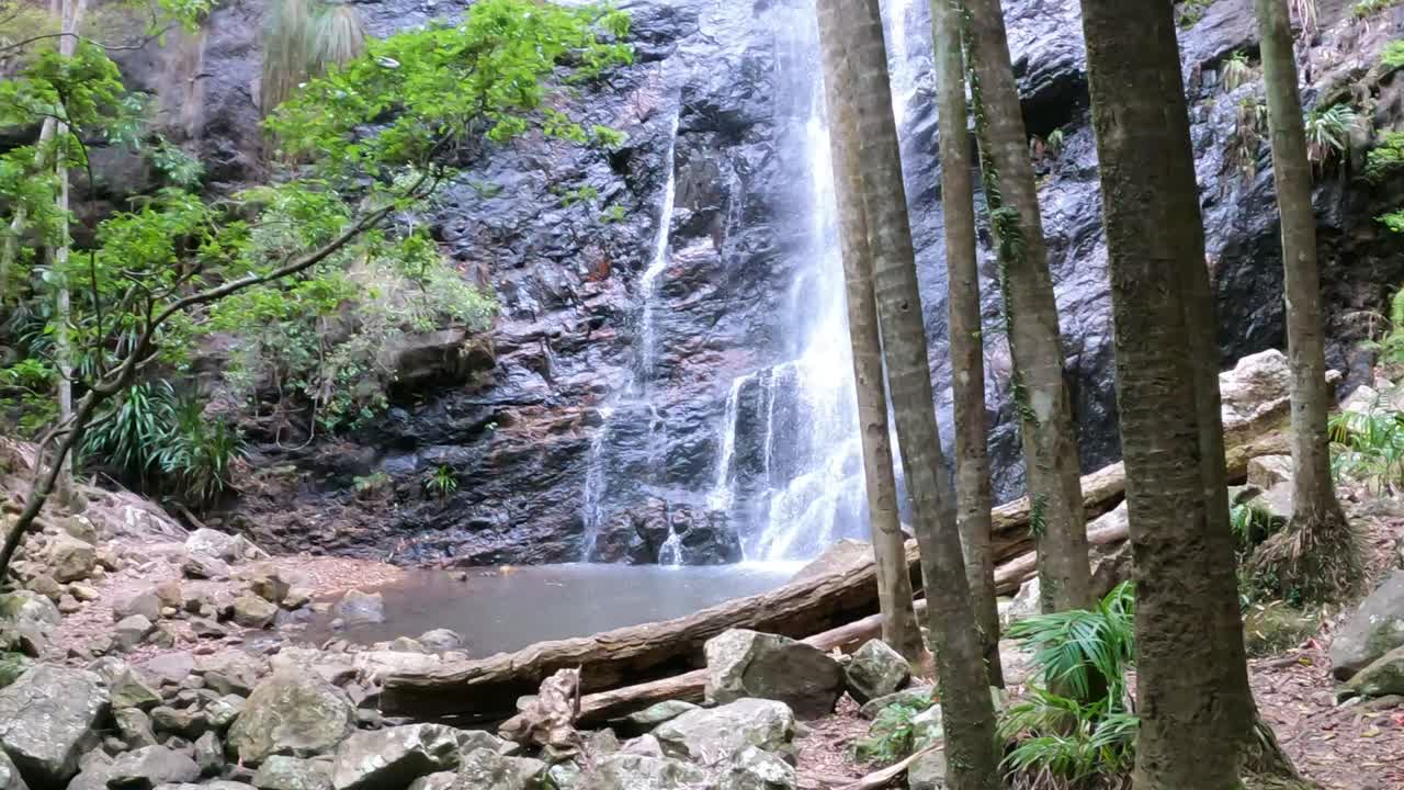 explorando un bosque exuberante y cascadas en cascada