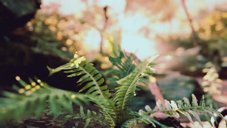 foggy spring morning in the leafy woods highlighted by the sun rays