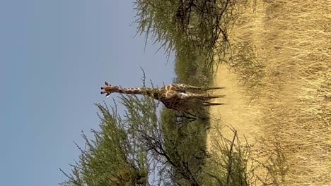 vertical overlanding trip giraffe on side of road