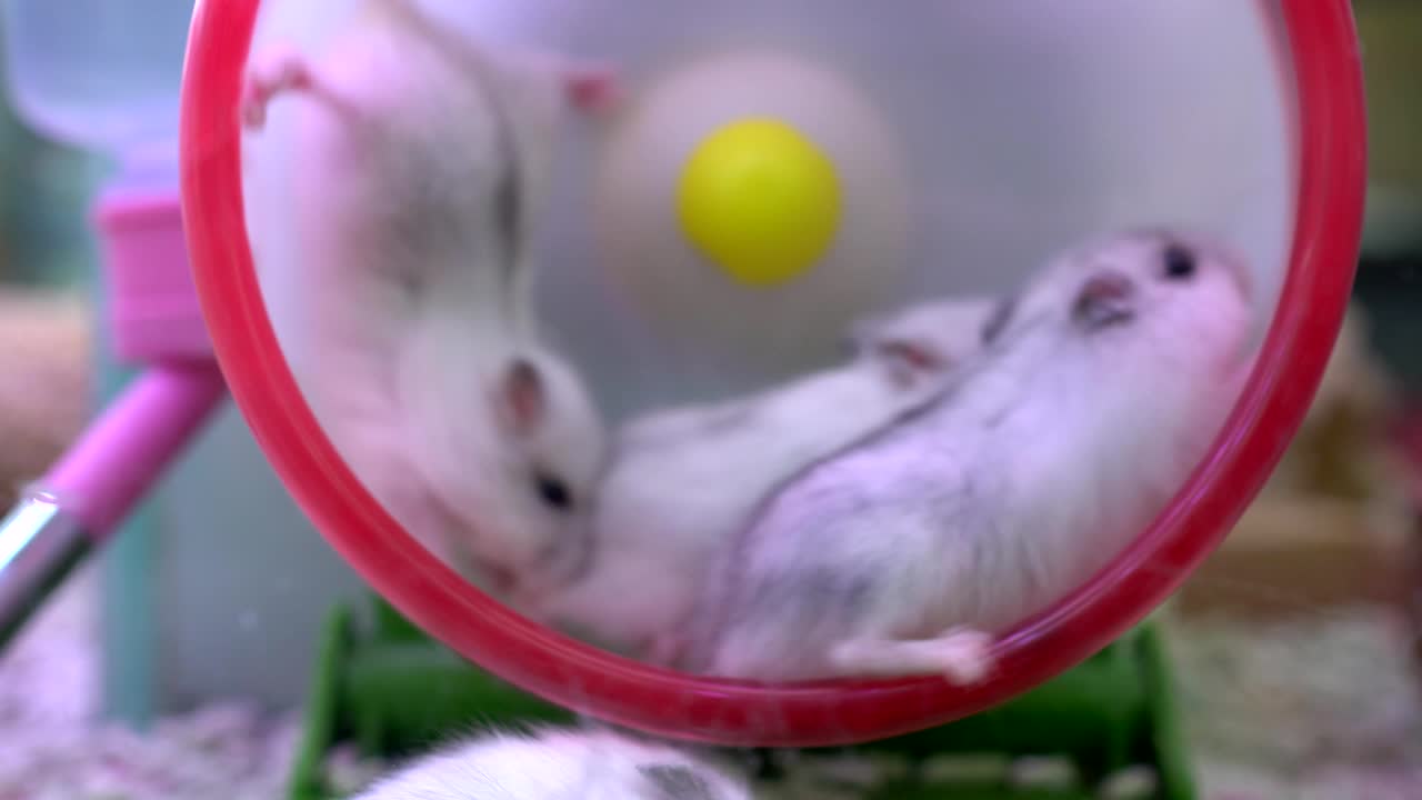 애완동물 가게에서 팔리는 햄스터.