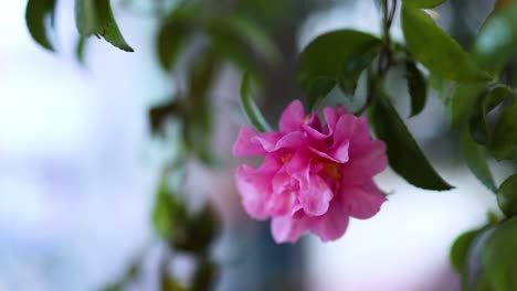 primer plano de una flor rosada en flor