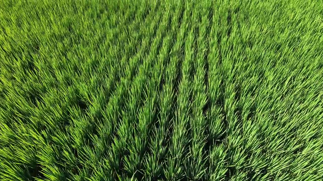 Filmato aereo con drone che vola in avanti a bassa quota su una lussureggiante risaia verde. La telecamera cattura la splendida e vibrante texture delle colture agricole sane che crescono sotto la luce del sole
