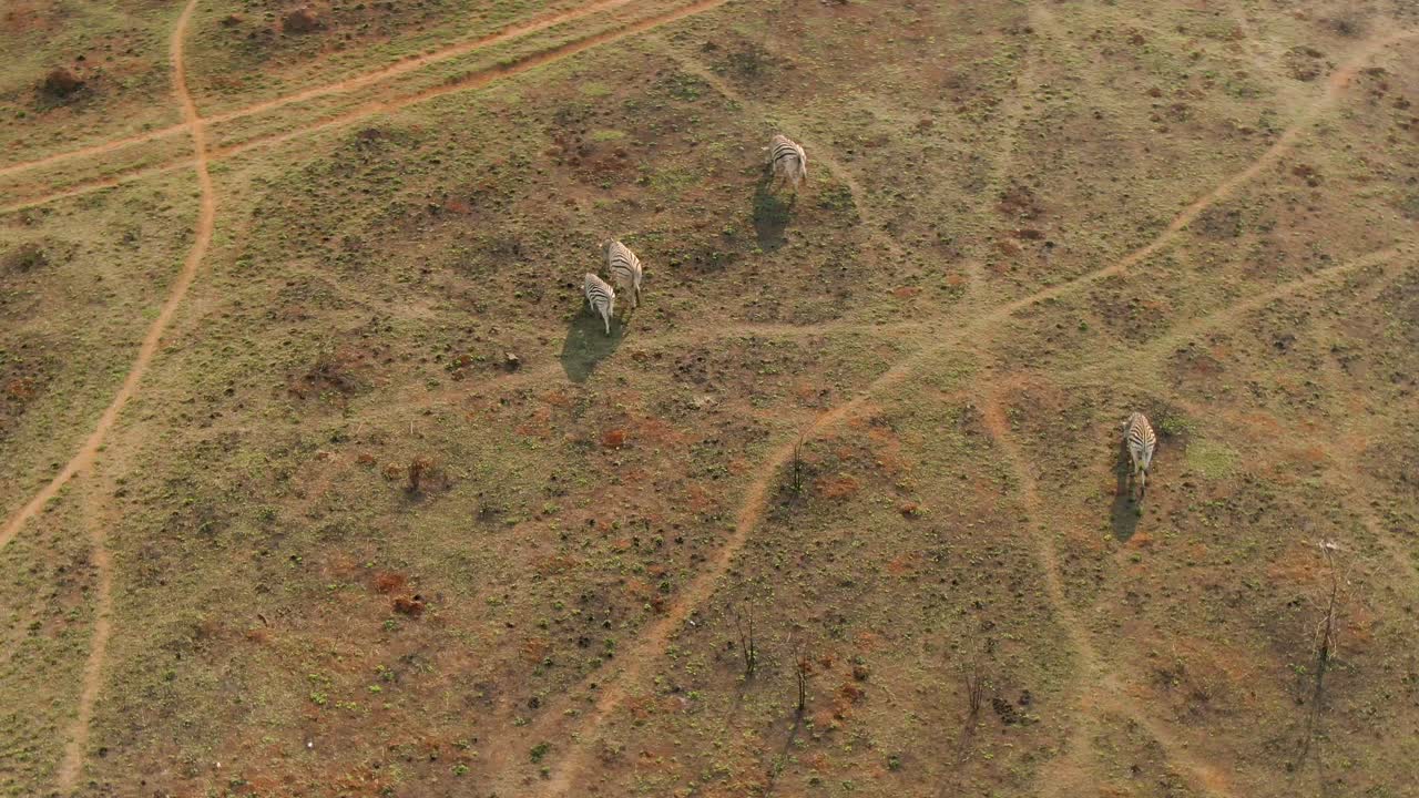 Drone aerial of Zebra's eating on green grass shoots in the wild spring morning