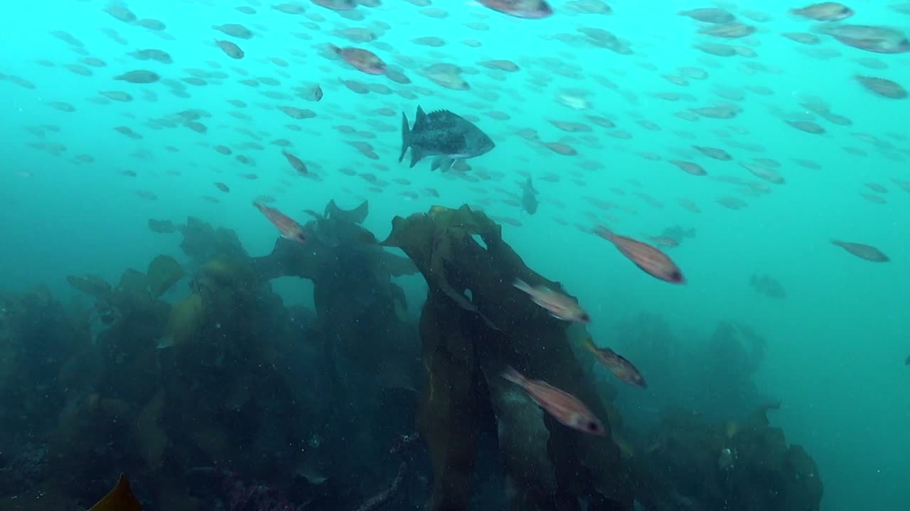 pasa el banco de peces