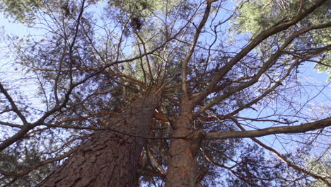 Footage-of-a-beautiful,-snowy,-pine-forest-in-the-mountains-during-the-winter