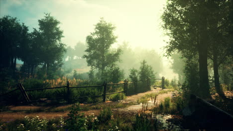 a path through a misty forest