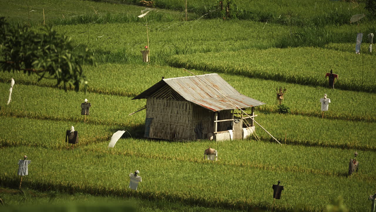 Rice Paddy Field with Scarecrow and Hut