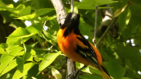 Bunter-Vogel,-Der-Auf-Einem-Ast-Sitzt-Und-Sich-Nach-Partner-Umsieht