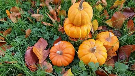 various miniature pumpkins piled on grassy garden lawn surrounded by colourful autumn leaves