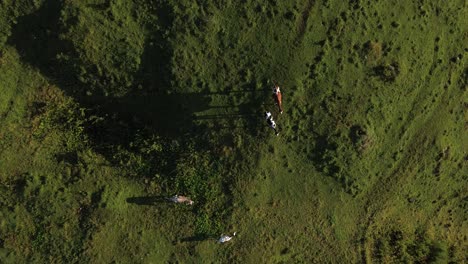 aerial top view of cows grazing in field in alpine landscape of austria