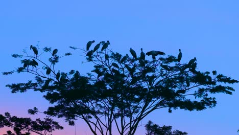 Silhouette-shot-of-painted-stork-during-beautiful-sunset-in-Bangladesh