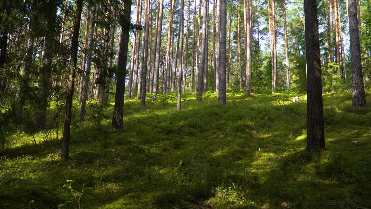 ett vackert skott av höga tunna träd i en skog på en sluttning