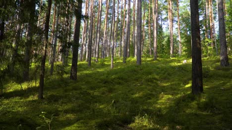 una hermosa foto de árboles altos y delgados en un bosque en una pendiente