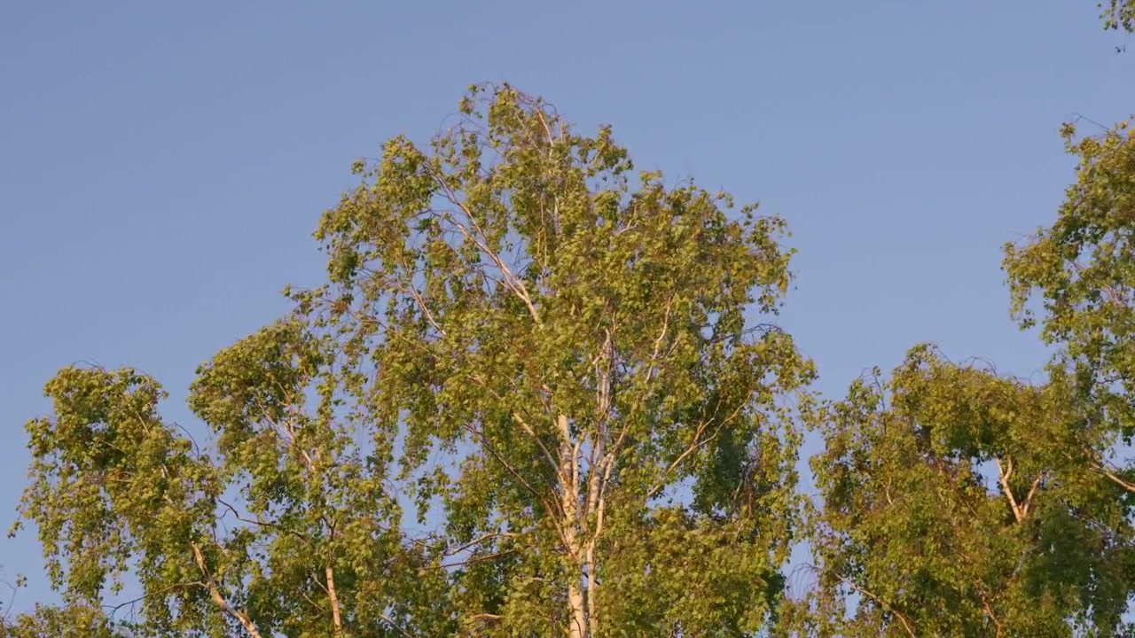 Betulle che ondeggiano al vento all'ora d'oro sotto un cielo blu.