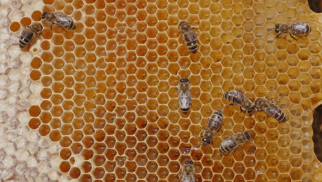 bee insects working on the honeycombs. fresh thick honey shining in the cells. close up. healthy nutrition concept.