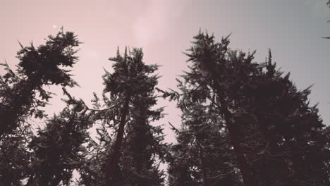 tall pine trees in a forest