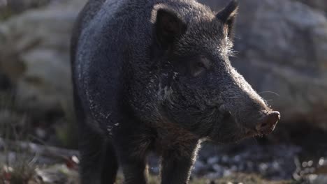 Wildschwein-Nahaufnahme-Hinterleuchtete-Schnauze-Schnüffeln-Luft-Slomo