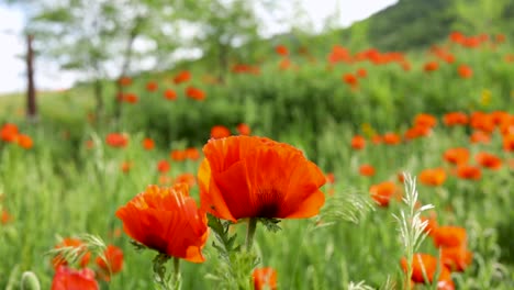 campo de flores de amapola en verano