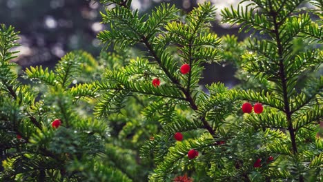 dew drops on european english common yew with ripe red berry fruit hanging from green branches