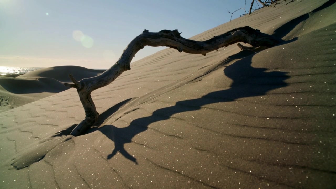 Telecamera che panoramica rivelando un ramo di legno levigato dalle intemperie che si sposta su una duna costiera per mostrare la sabbia increspata