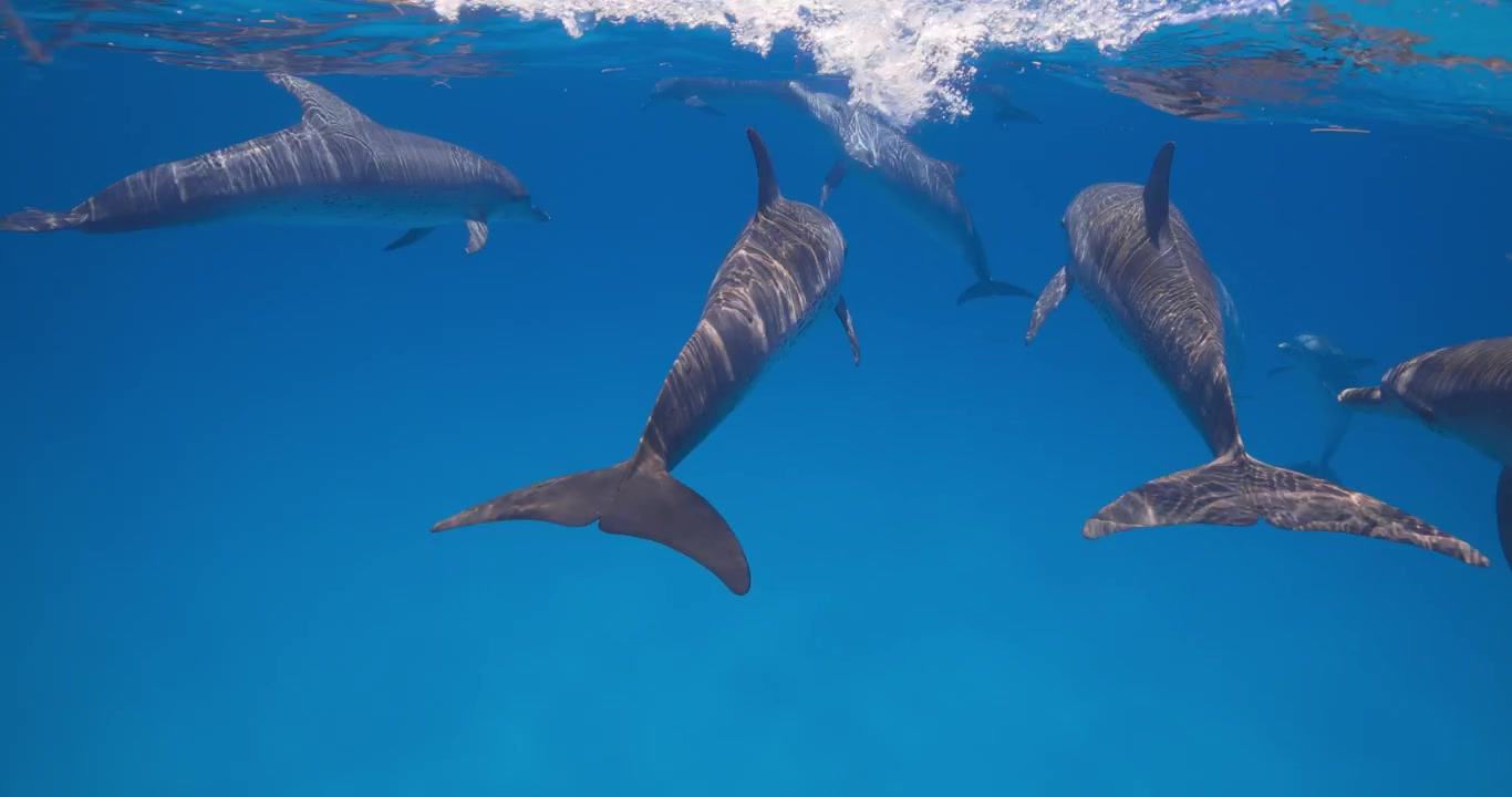 Delfini maculati nell'Atlantico passano silenziosamente attraverso le acque aperte dell'oceano in una serena scena sottomarina