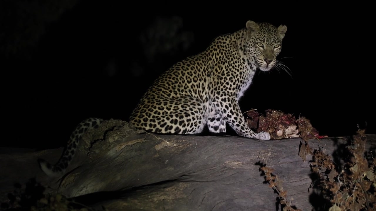 A female leopard sits atop a huge tree in the spotlight at night feeding on a carcass, in the Tuli region of Botswana.